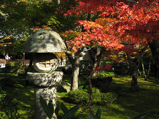 Japanese maple: Enkoji