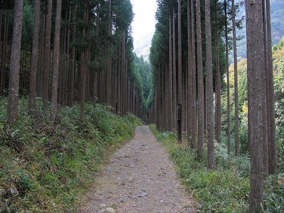 Kiyotaki Avenue